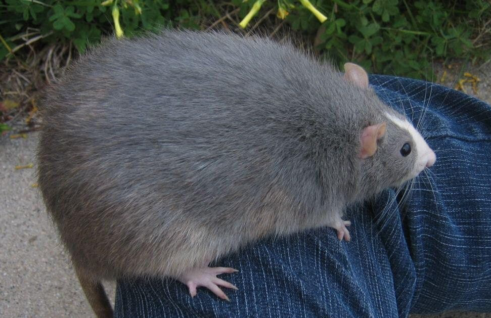 a big and fat Rat